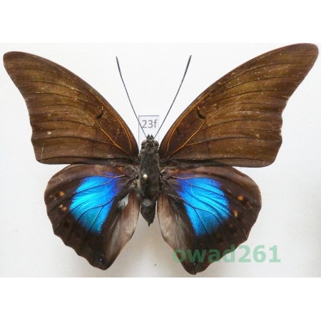 Archaeoprepona chromus (Guérin-Ménéville, 1844) Peru 84mm23f